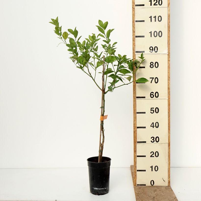 Amostra de Calamondina - Citrus madurensis (mitis) Vaso de 3 L/4 L, Tufo tal como entregue no inverno