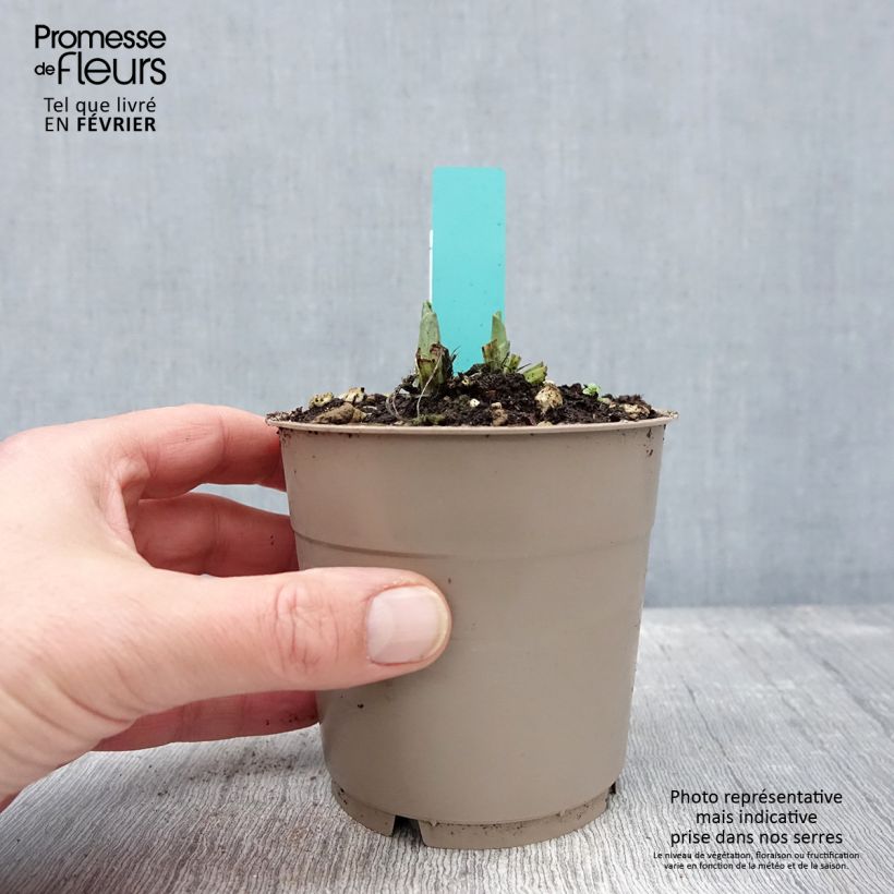 Amostra de Calanthe Arizona Dream - Orchidée vivace Vaso de 1 L/1,5 L tal como entregue no inverno