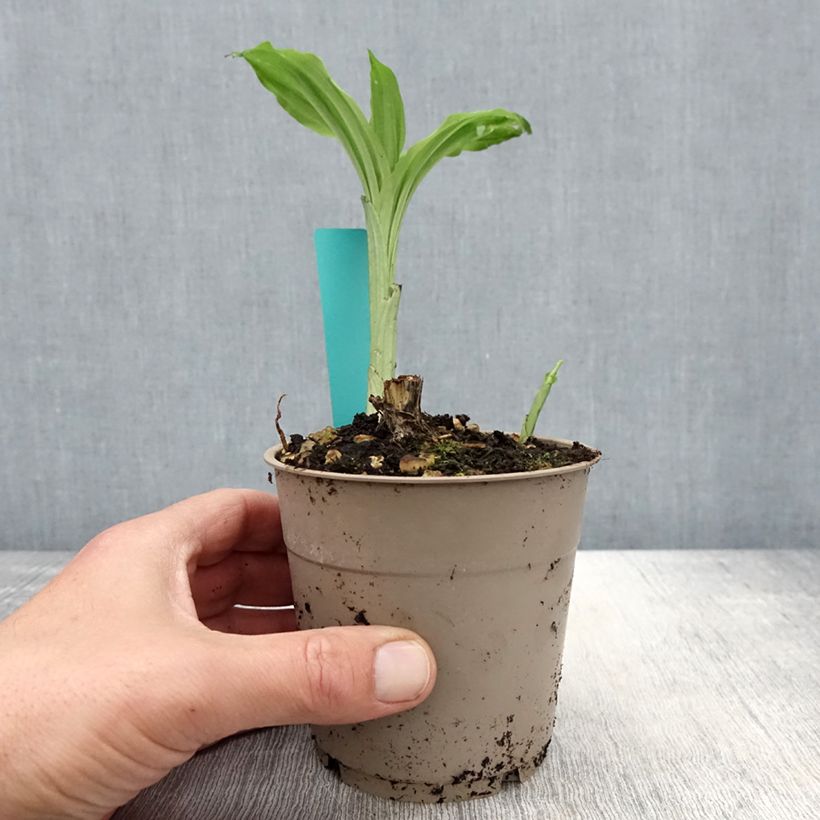 Amostra de Calanthe Arizona Dream Vaso de 1 L/1,5 L tal como entregue na primavera