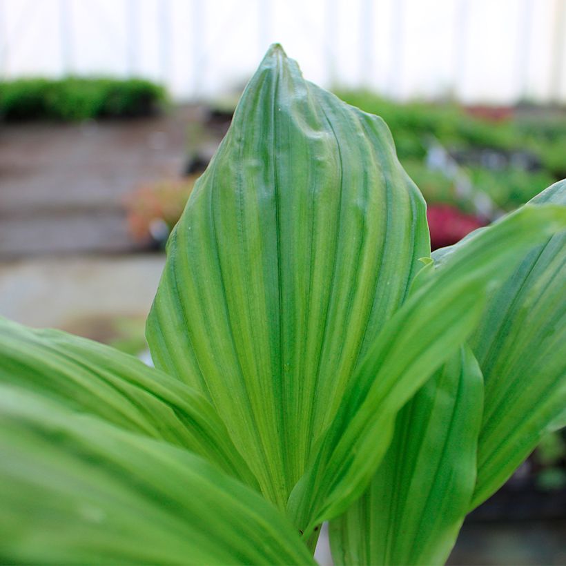 Calanthe Arizona Dream (Folhagem)