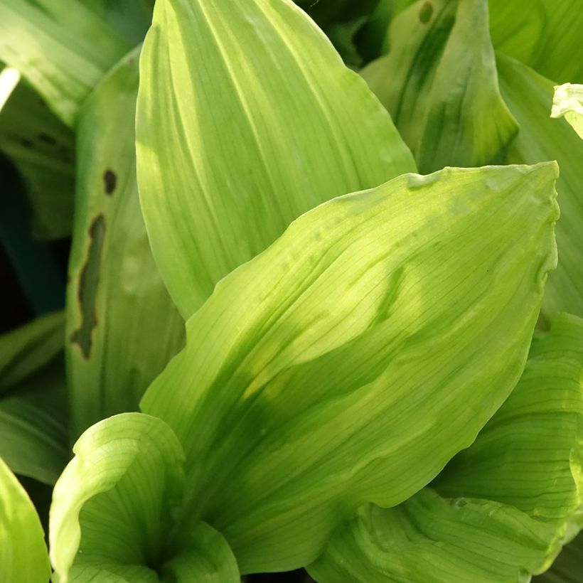 Calanthe discolor (Folhagem)
