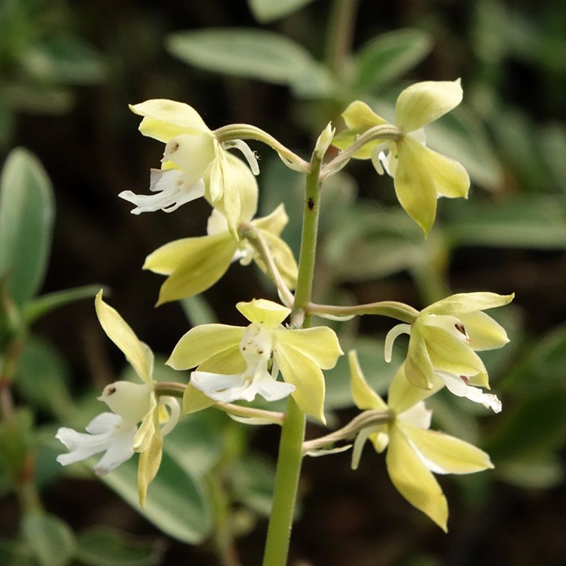 Calanthe discolor (Floração)