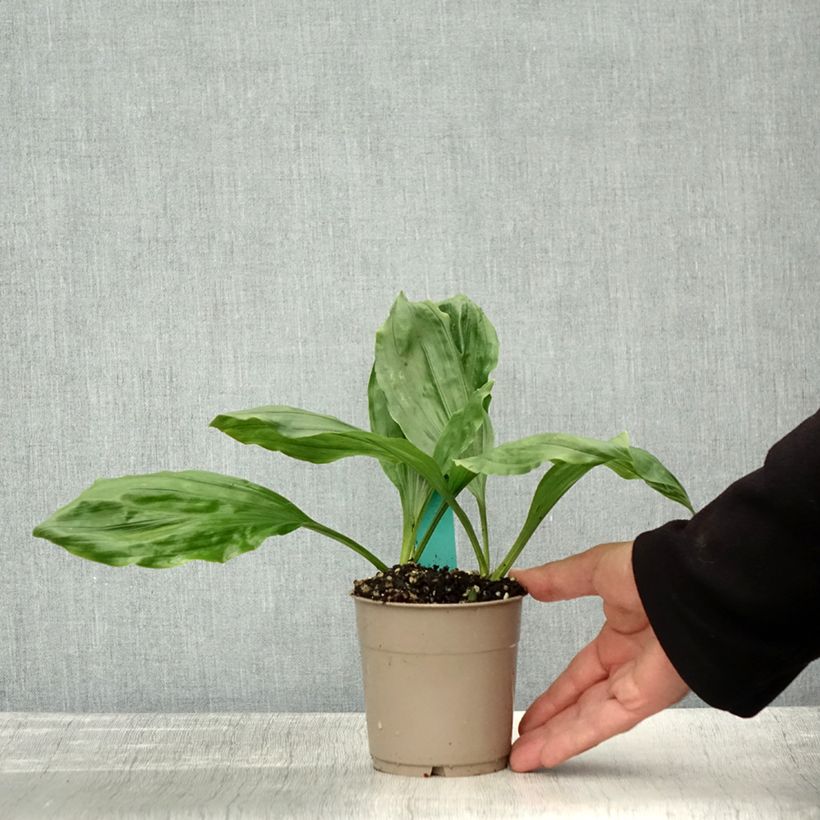 Amostra de Calanthe discolor Pot de 1L/1,5L calibre I tal como entregue no outono