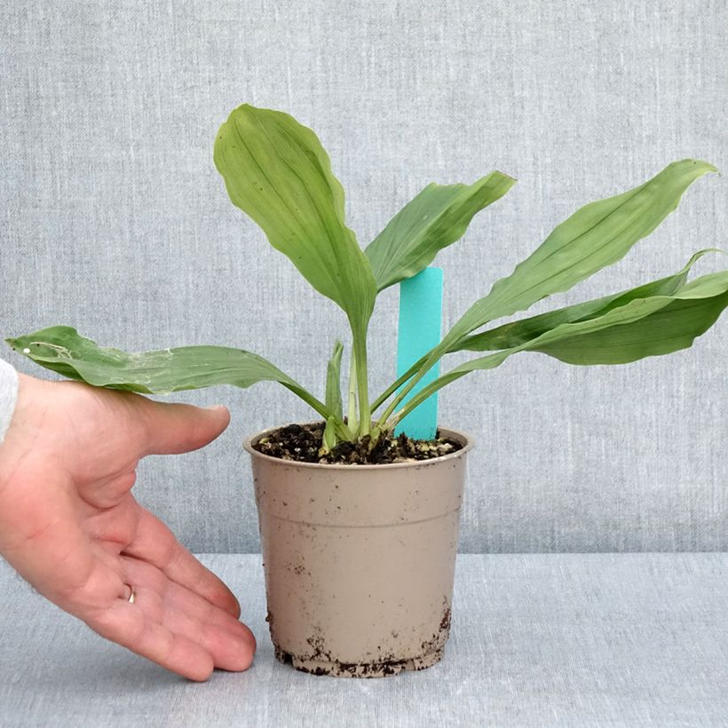 Amostra de Calanthe discolor Vaso de 1 L/1,5 L Calibre I tal como entregue na primavera