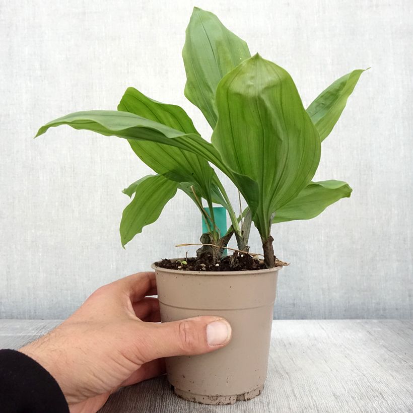 Amostra de Calanthe Olive Green Vaso de 1,5 L/2 L tal como entregue no outono