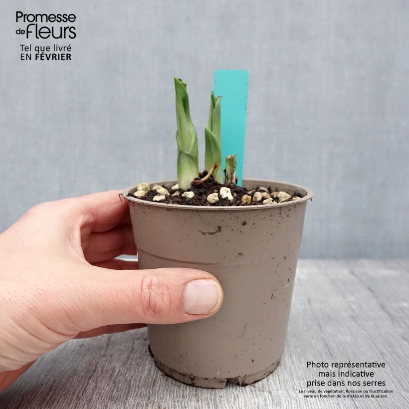 Amostra de Calanthe Olive Green - Orchidée vivace Pot de 1,5L/2L tal como entregue no inverno