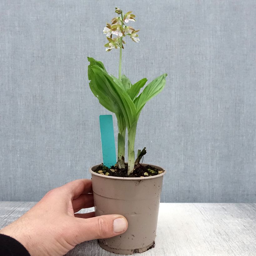 Amostra de Calanthe Olive Green Vaso de 1,5 L/2 L tal como entregue na primavera