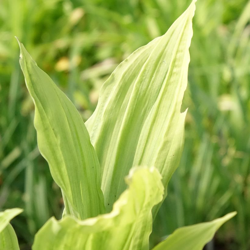 Calanthe Pink & Cream (Folhagem)