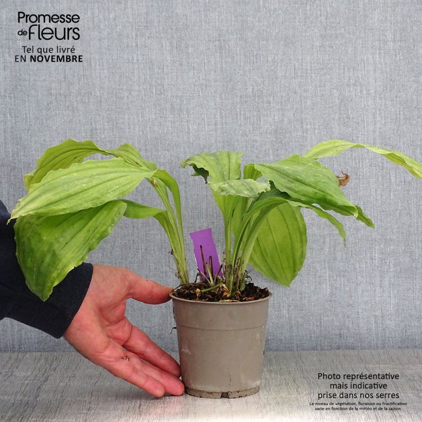 Amostra de Calanthe Pink & Cream - Orchidée vivace Pot de 1,5L/2L tal como entregue no outono
