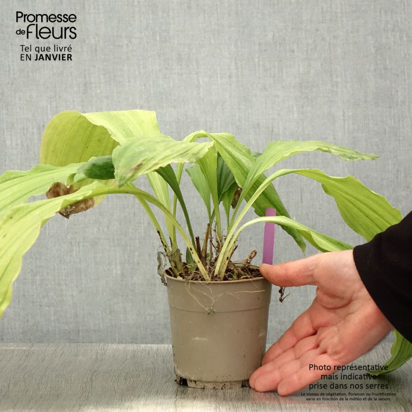 Amostra de Calanthe Pink & Cream - Orchidée vivace Pot de 1,5L/2L tal como entregue no inverno