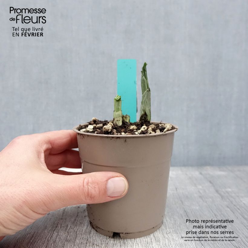 Amostra de Calanthe Red Sunset - Orchidée vivace Pot de 1L/1,5L tal como entregue no inverno