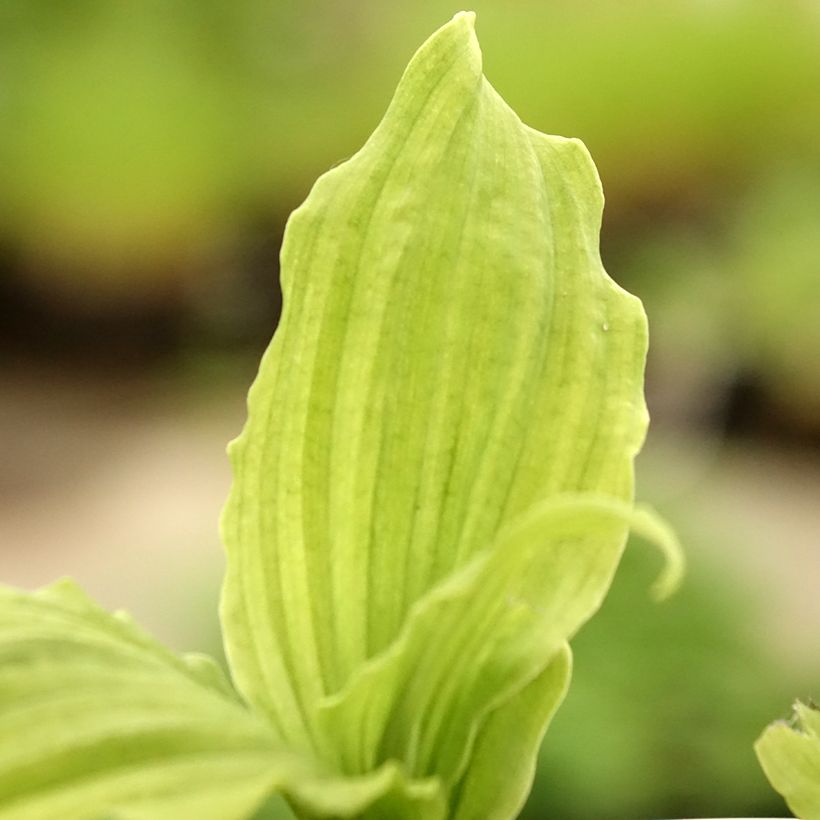 Calanthe reflexa (Folhagem)