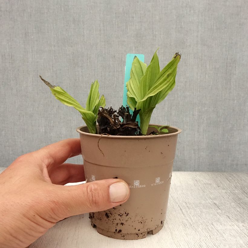 Amostra de Calanthe reflexa Vaso de 1,5 L/2 L Calibre I tal como entregue no verão