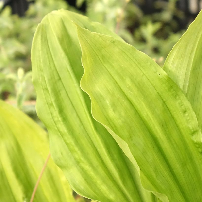 Calanthe sieboldii Light (Folhagem)