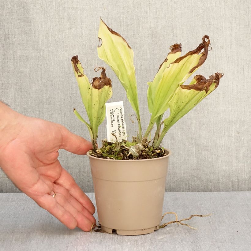 Amostra de Calanthe sieboldii Light Vaso de 1 L/1,5 L tal como entregue no outono