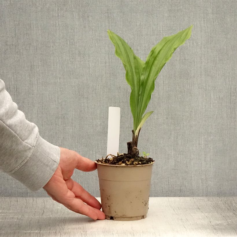 Amostra de Calanthe sieboldii Light Vaso de 1 L/1,5 L tal como entregue no verão