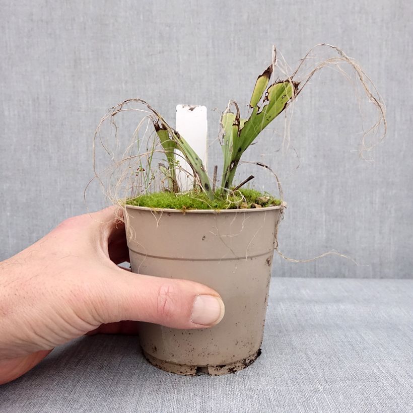 Amostra de Calanthe sieboldii Light - Orchidée de jardin Vaso de 1 L/1,5 L tal como entregue no inverno