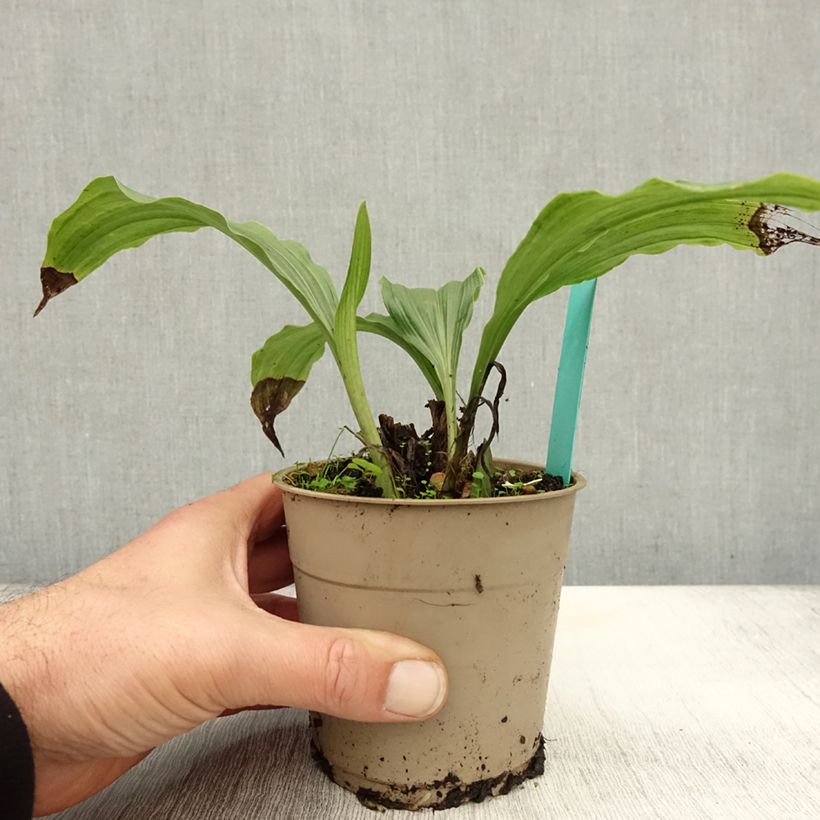 Amostra de Calanthe Takane Vaso de 1 L/1,5 L tal como entregue no outono