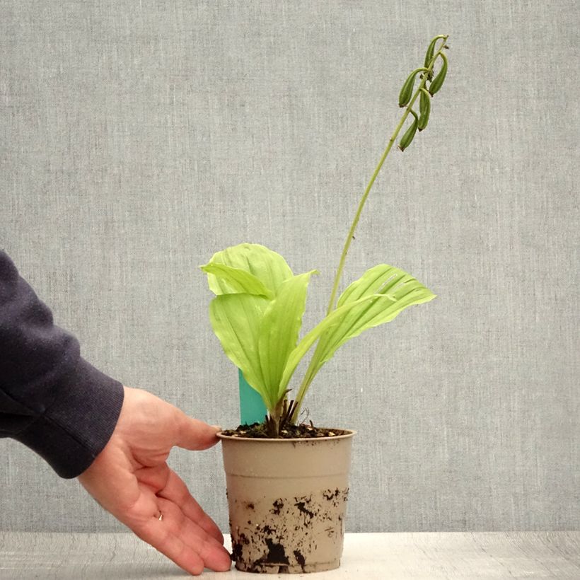 Amostra de Calanthe Takane Vaso de 1 L/1,5 L tal como entregue no verão