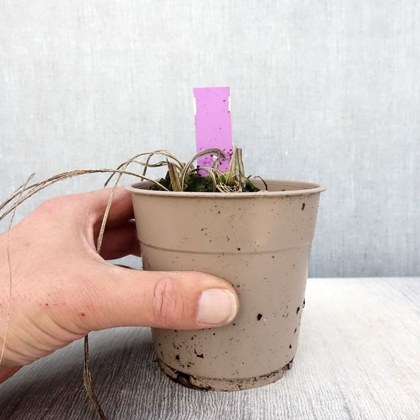 Amostra de Calanthe tricarinata Vaso de 1 L/1,5 L Calibre I tal como entregue na primavera