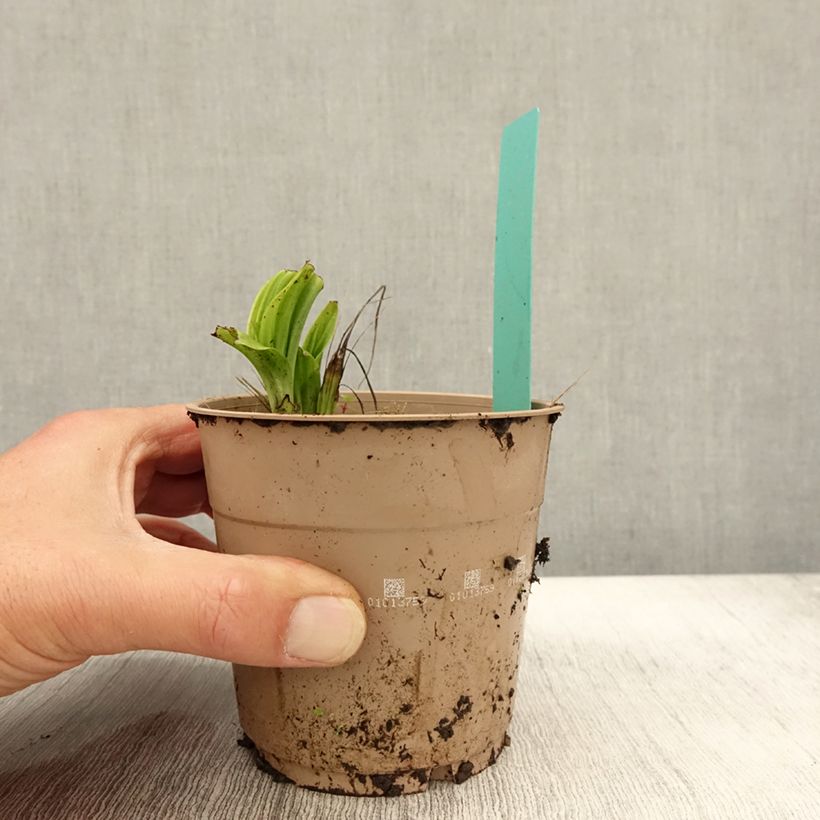 Amostra de Calanthe tricarinata Vaso de 1 L/1,5 L Calibre I tal como entregue no outono