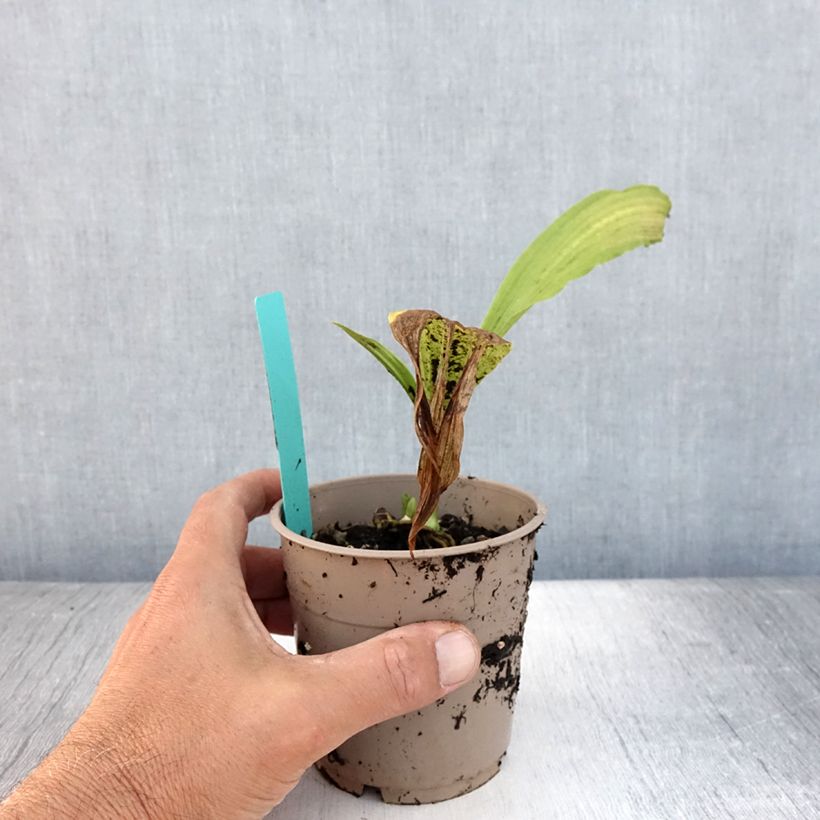 Amostra de Calanthe tricarinata Vaso de 1 L/1,5 L Calibre I tal como entregue no verão