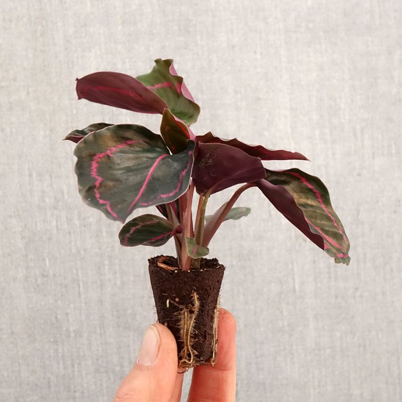 Amostra de Calathea Dottie Mini-plante tal como entregue na primavera