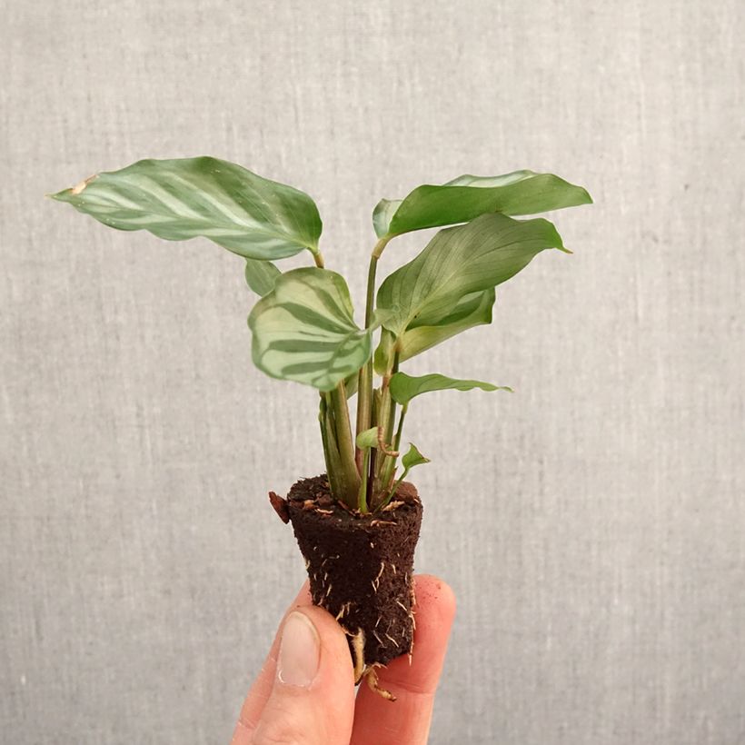Amostra de Calathea Freddie Mini-plante tal como entregue na primavera