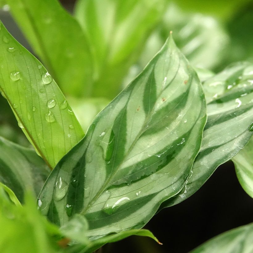 Calathea concinna Freddie - Calatéia (Folhagem)