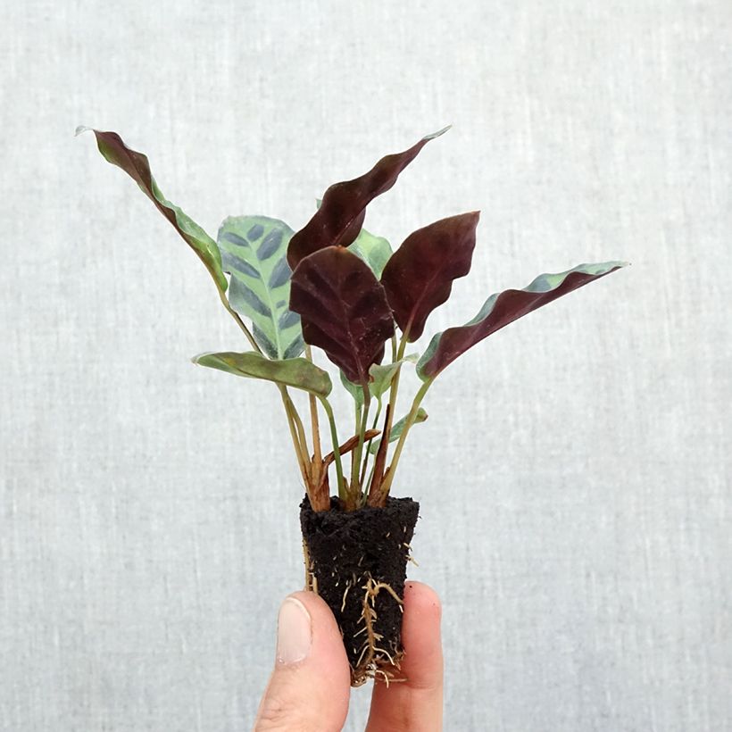 Amostra de Calathea insignis Mini-plante tal como entregue no outono