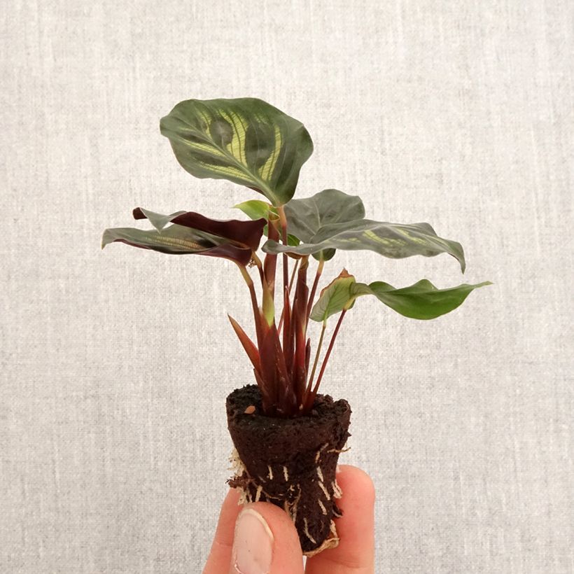 Amostra de Calathea makoyana Mini-plante tal como entregue na primavera