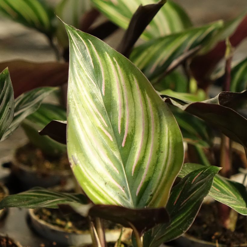 Calathea Meili - Calatéia (Folhagem)