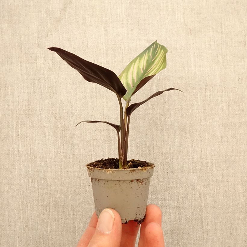 Amostra de Calathea Meili Mini-plante tal como entregue na primavera