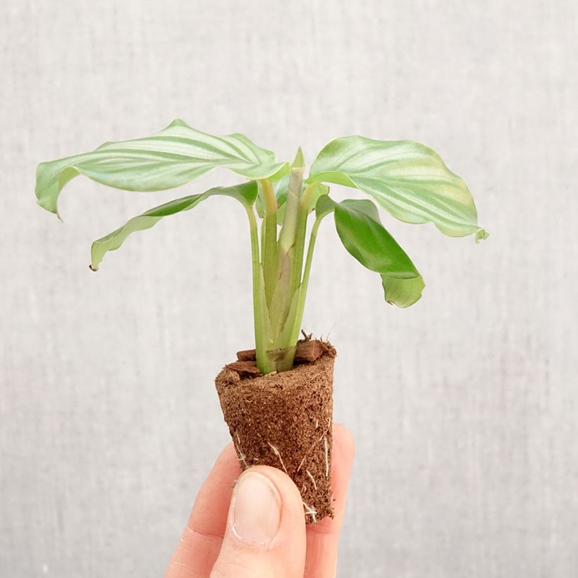 Amostra de Calathea orbifolia Mini-plante tal como entregue na primavera