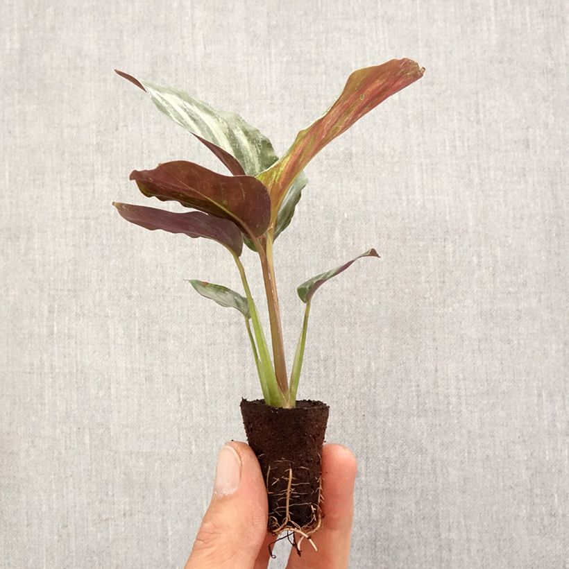Amostra de Calathea Peacock Mini-plante tal como entregue na primavera