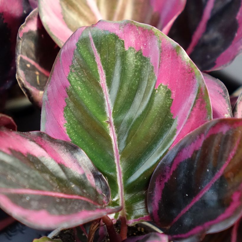 Calathea Princess Jessie - Calatéia (Folhagem)