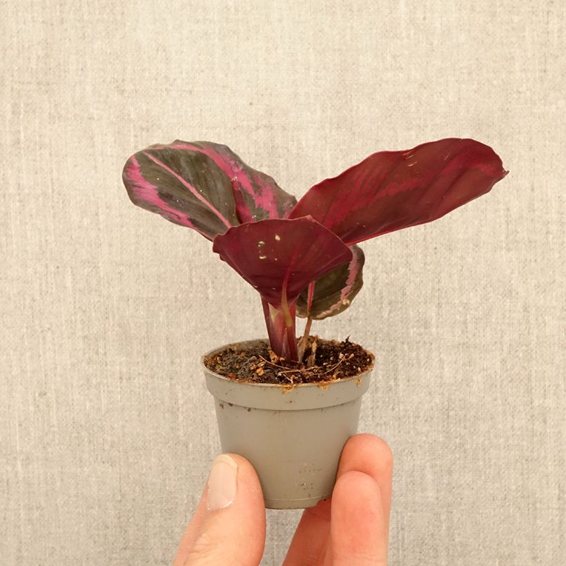 Amostra de Calathea Princess Jessie Mini-plante tal como entregue na primavera
