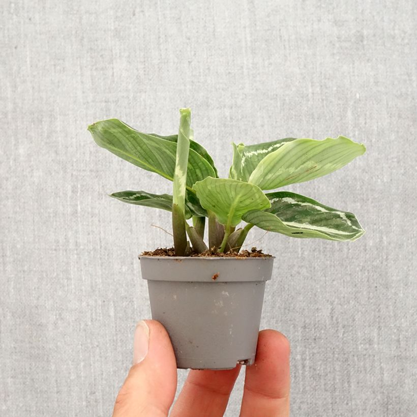 Amostra de Calathea roseopicta Green Mini-plante tal como entregue na primavera