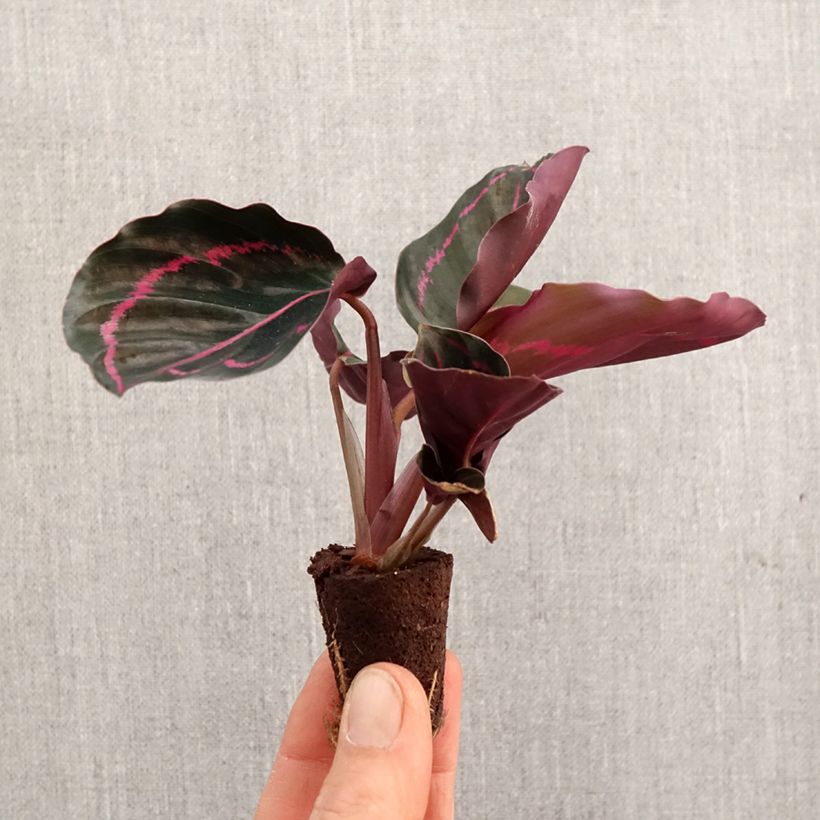 Amostra de Calathea roseopicta Mini-plante tal como entregue na primavera