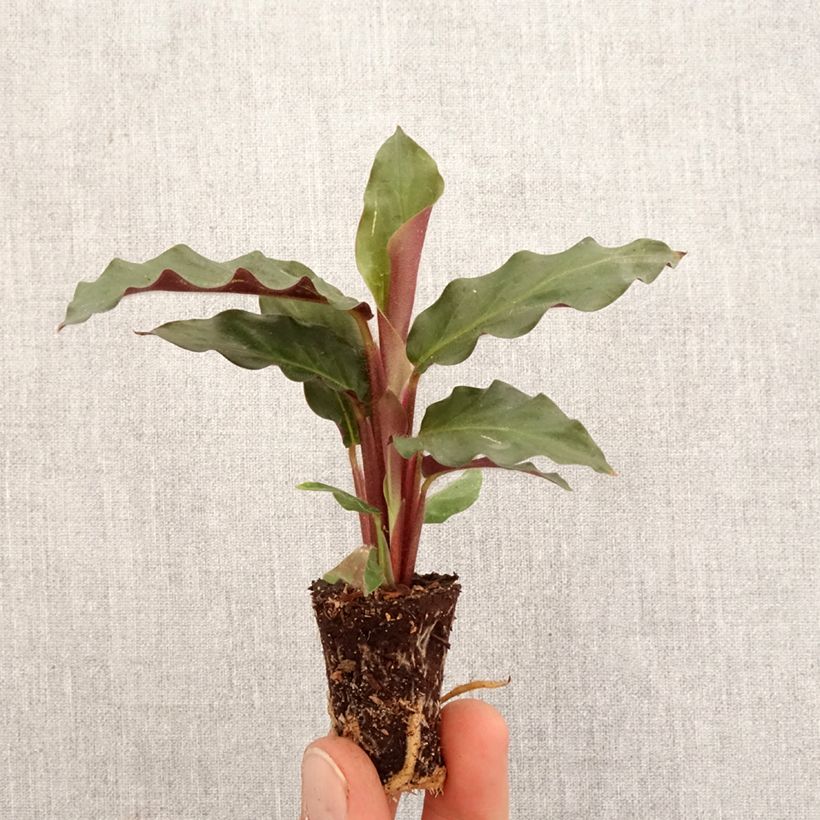Amostra de Calathea rufibarba Mini-plante tal como entregue na primavera