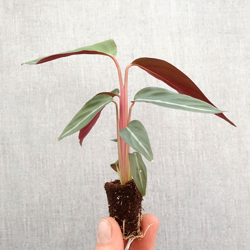 Amostra de Calathea sanguinea Mini-plante tal como entregue na primavera