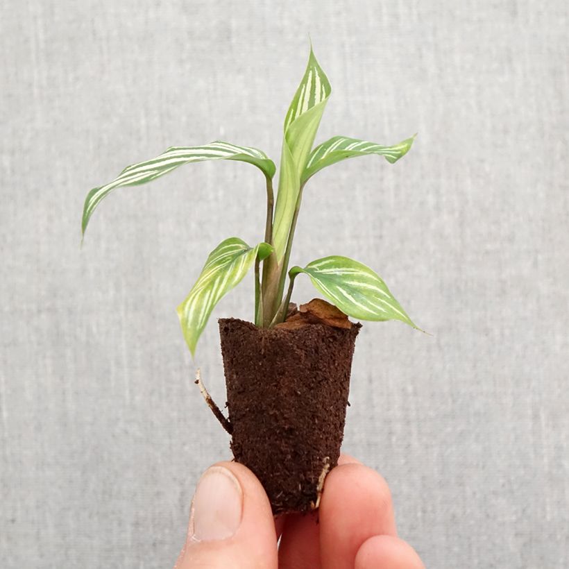 Amostra de Calathea vittata Mini-plante tal como entregue na primavera