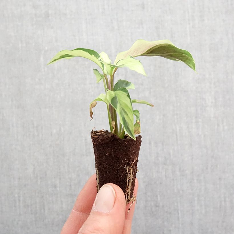 Amostra de Calathea Yellow Fusion Mini-plante tal como entregue na primavera