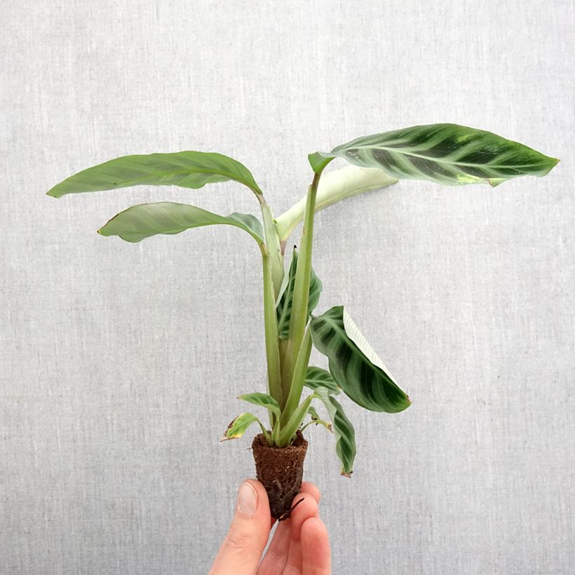 Amostra de Calathea zebrina Mini-plante tal como entregue na primavera