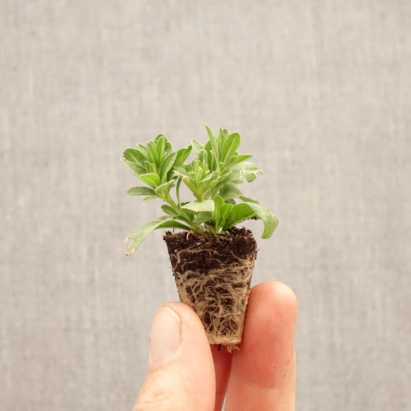 Amostra de Calibrachoa parviflora Diva Cherry Mini-torrão Ø 3/4 cm tal como entregue na primavera