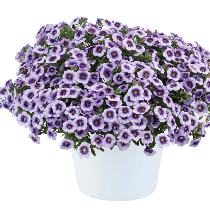 Calibrachoa Eyeconic Purple (Hábito)
