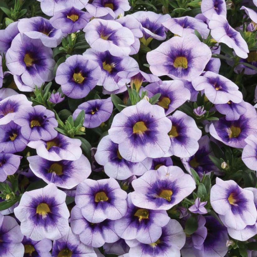 Calibrachoa Eyeconic Purple (Floração)