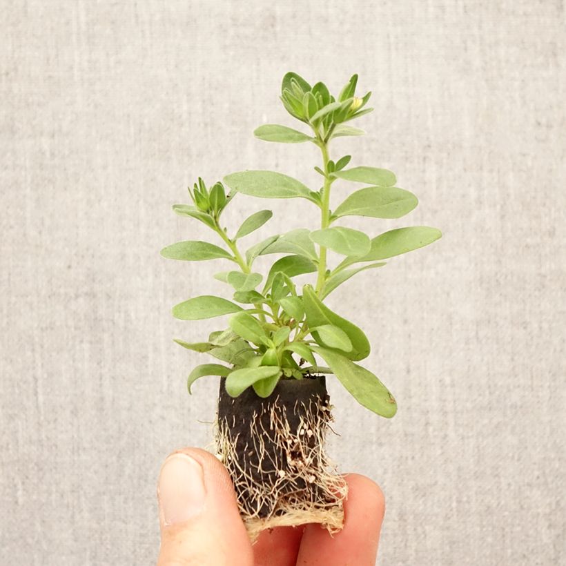 Amostra de Calibrachoa Lia Spark Pink Mini-torrão Ø 3/4 cm tal como entregue na primavera
