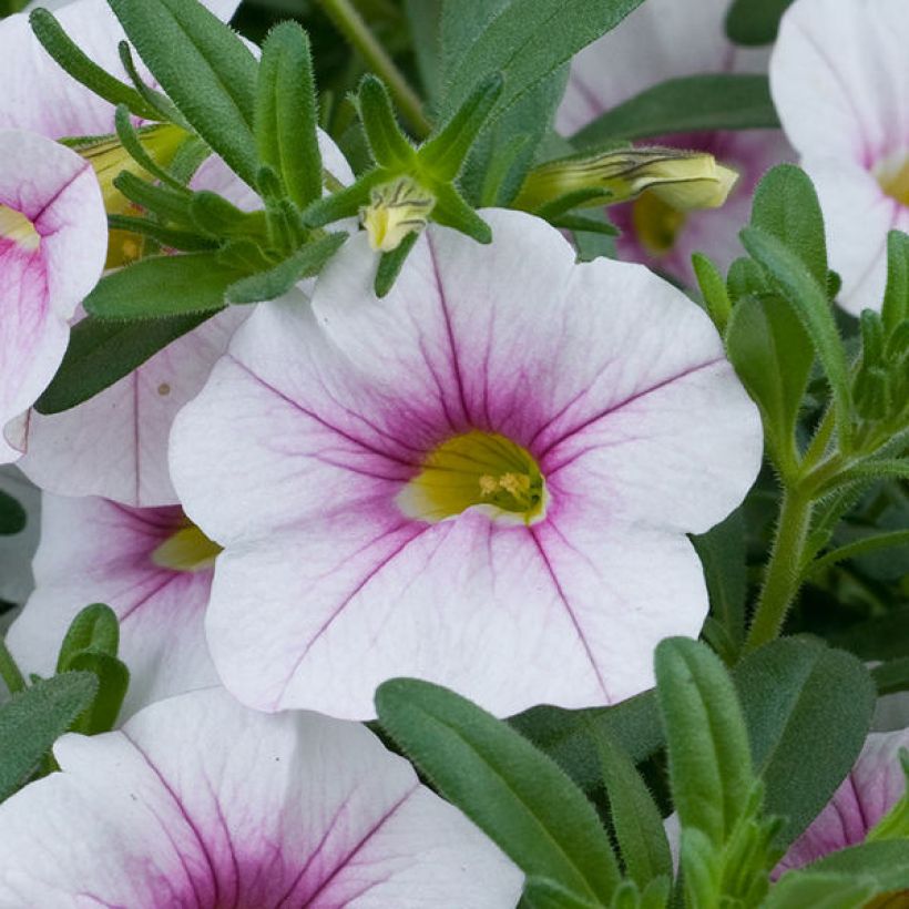 Calibrachoa Noa Almond Blossom (Floração)
