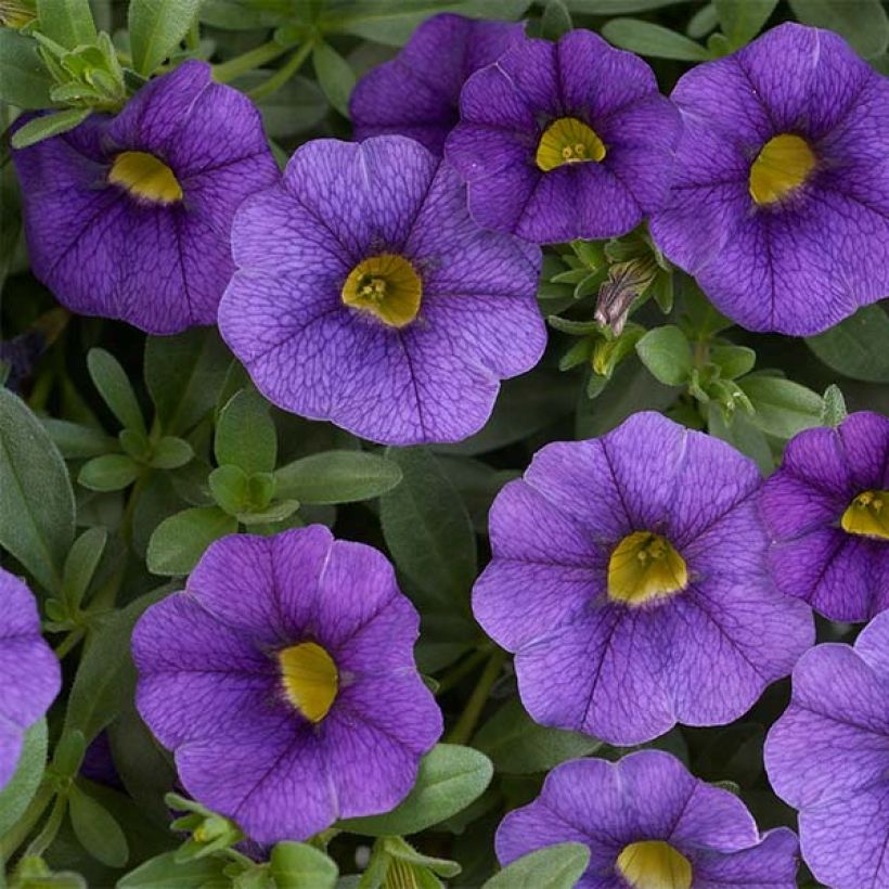 Calibrachoa Superbells Unique Blue Violet (Floração)